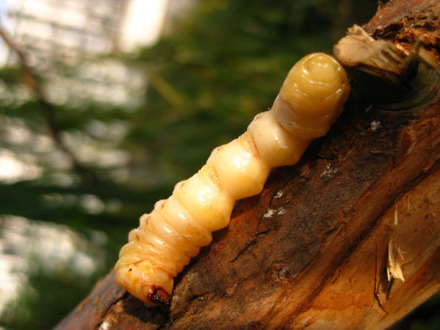 天牛幼虫 天牛幼虫