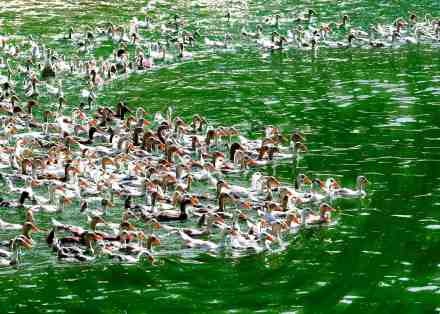 尉氏县养殖基地 尉氏县养殖基地