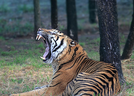 食肉性动物之一 食肉性动物之一