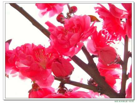 梅兰竹菊 梅兰竹菊