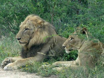 南非狮