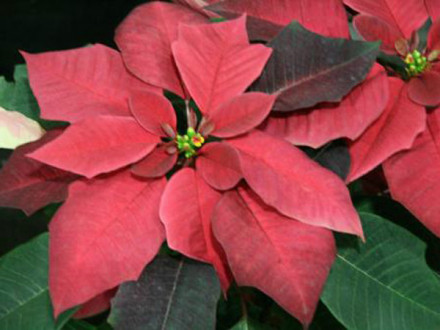 科尔特斯勃艮第