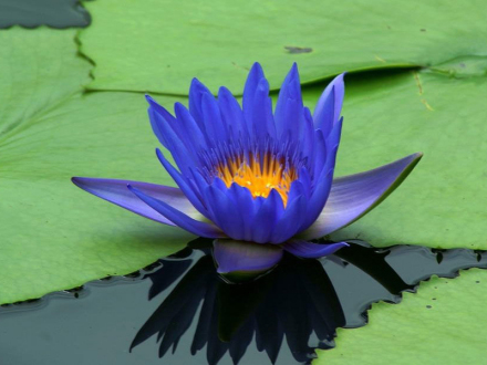 蓝睡莲