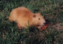 脊椎动物亚门 脊椎动物亚门