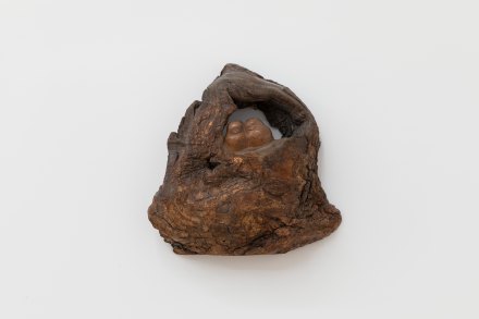 树洞 A Tree Hollow