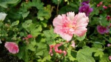 粉紫重瓣木槿 粉紫重瓣木槿