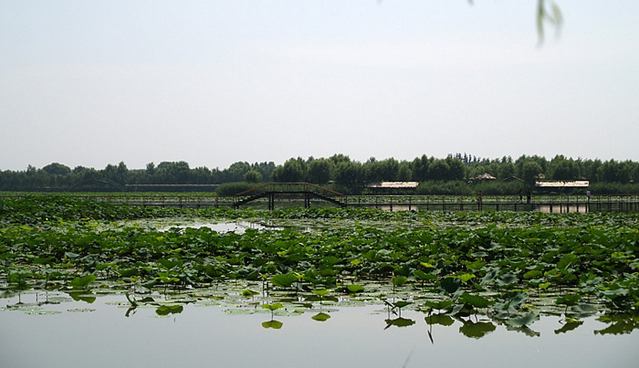白洋淀中的莲藕
