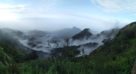 泰安植被 泰安植被