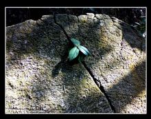 石缝间的生命 石缝间的生命