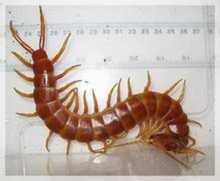 蜈蚣的图片 蜈蚣的图片