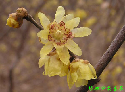 被子植物 被子植物