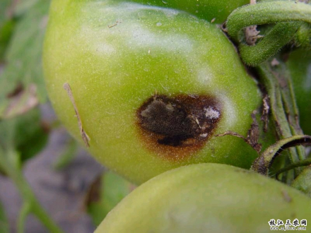 果树黑斑病 果树黑斑病