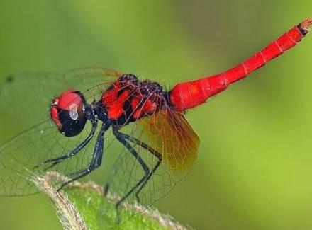 侏红小蜻 侏红小蜻