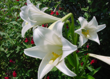 心田上的百合花 心田上的百合花