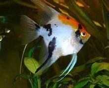 三色神仙 三色神仙