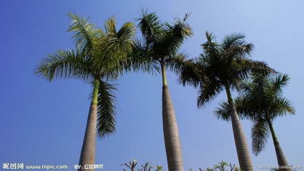 棕榈树 棕榈树