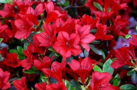 杜鹃花属 杜鹃花属