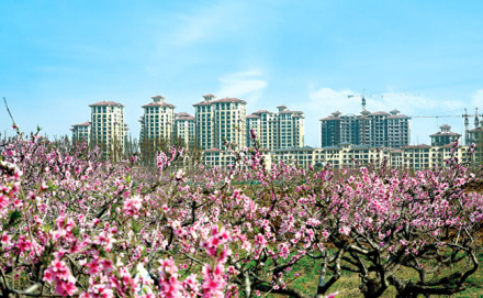 桃花映新城 桃花映新城