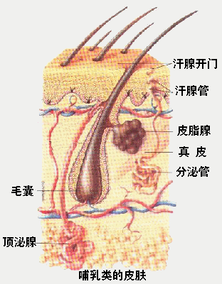 哺乳纲 哺乳纲