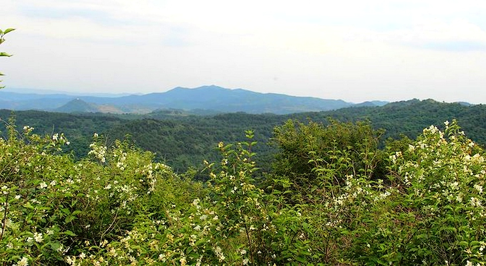 太岳山南段的灌丛植被