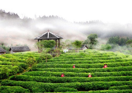 刘三姐茶园
刘三姐茶园