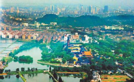 金山翠芽 金山翠芽