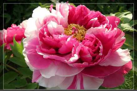 洛阳牡丹 洛阳牡丹