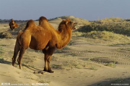 骆驼 骆驼