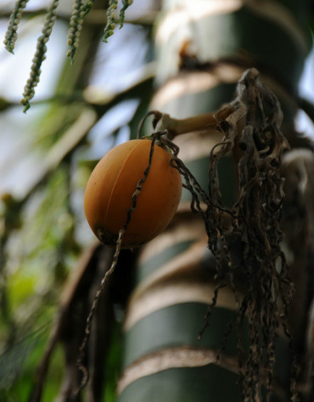 槟榔(成熟果实) 槟榔(成熟果实)