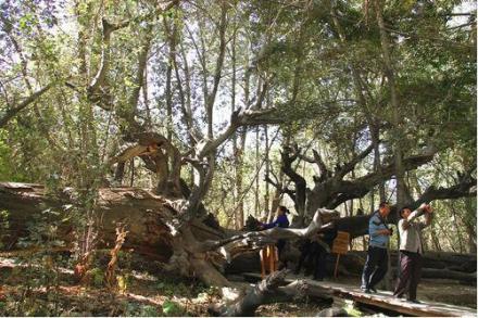 天山神木园 天山神木园