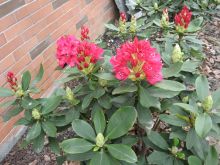 高山杜鹃照片集锦 高山杜鹃照片集锦