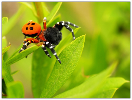 隆头蛛科某种 隆头蛛科某种