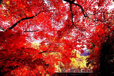 中国枫叶之都——本溪 中国枫叶之都——本溪