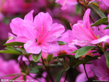 杜鹃花亚科 杜鹃花亚科