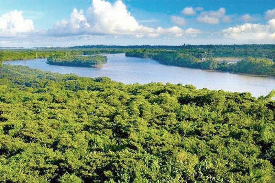 清澜港的红树林海岸