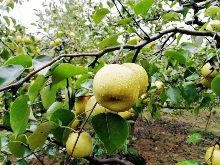 团城酸梨 团城酸梨