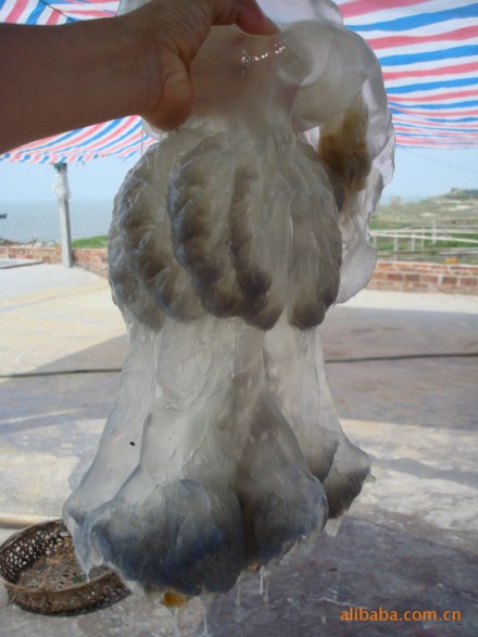 海蜇的伞部-白皮子 海蜇的伞部-白皮子