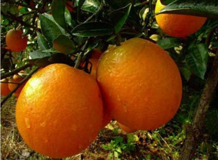 武冈脐橙 武冈脐橙