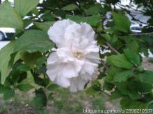 白花单瓣木槿 白花单瓣木槿