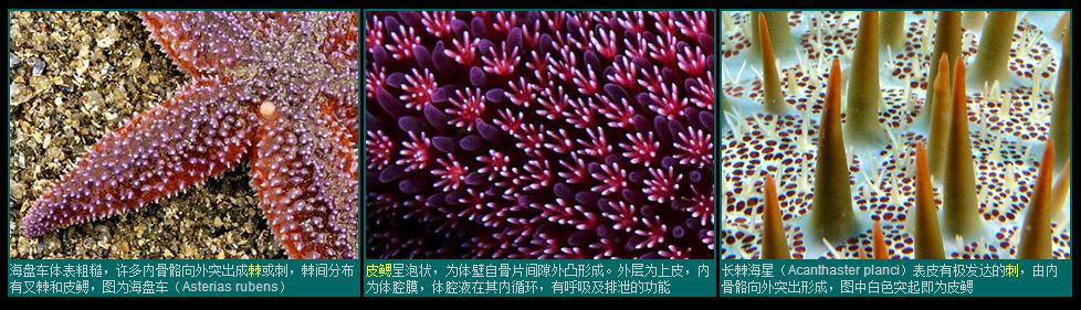 海星的体壁与骨骼 海星的体壁与骨骼