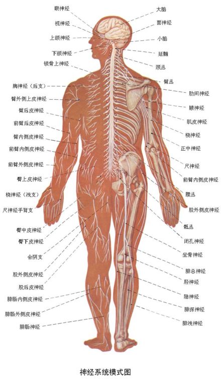 中枢神经系统 中枢神经系统