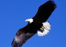 美国国鸟:白头海雕 美国国鸟:白头海雕