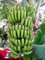 加那利群岛主要作物—香蕉 加那利群岛主要作物—香蕉