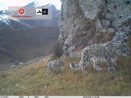 三江源拍到的雪豹母子 三江源拍到的雪豹母子