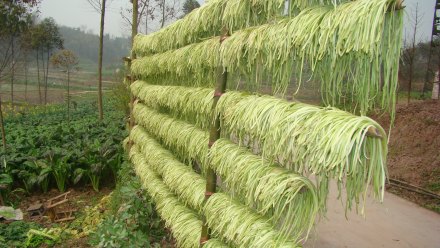 晾晒芽菜 晾晒芽菜