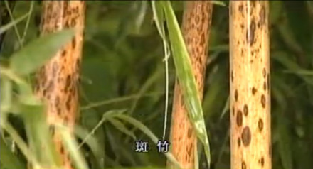 九嶷山祭舜大典 九嶷山祭舜大典