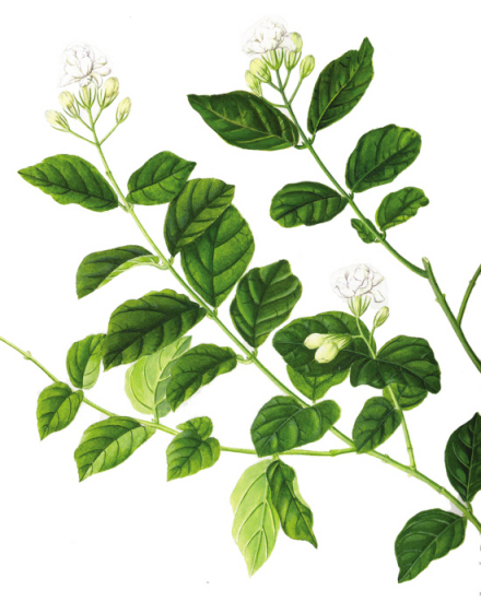 茉莉花插图 茉莉花插图