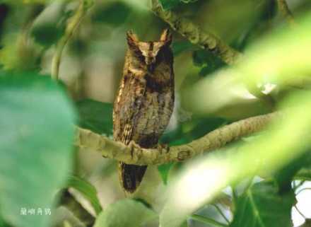 猫头鹰 猫头鹰