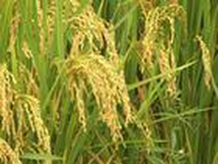 劳动产出 劳动产出