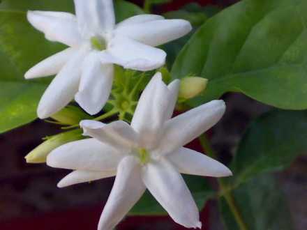 单瓣茉莉 单瓣茉莉